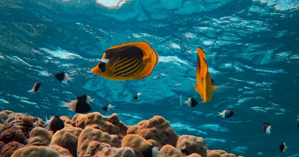 Sharm el-Sheikh weather