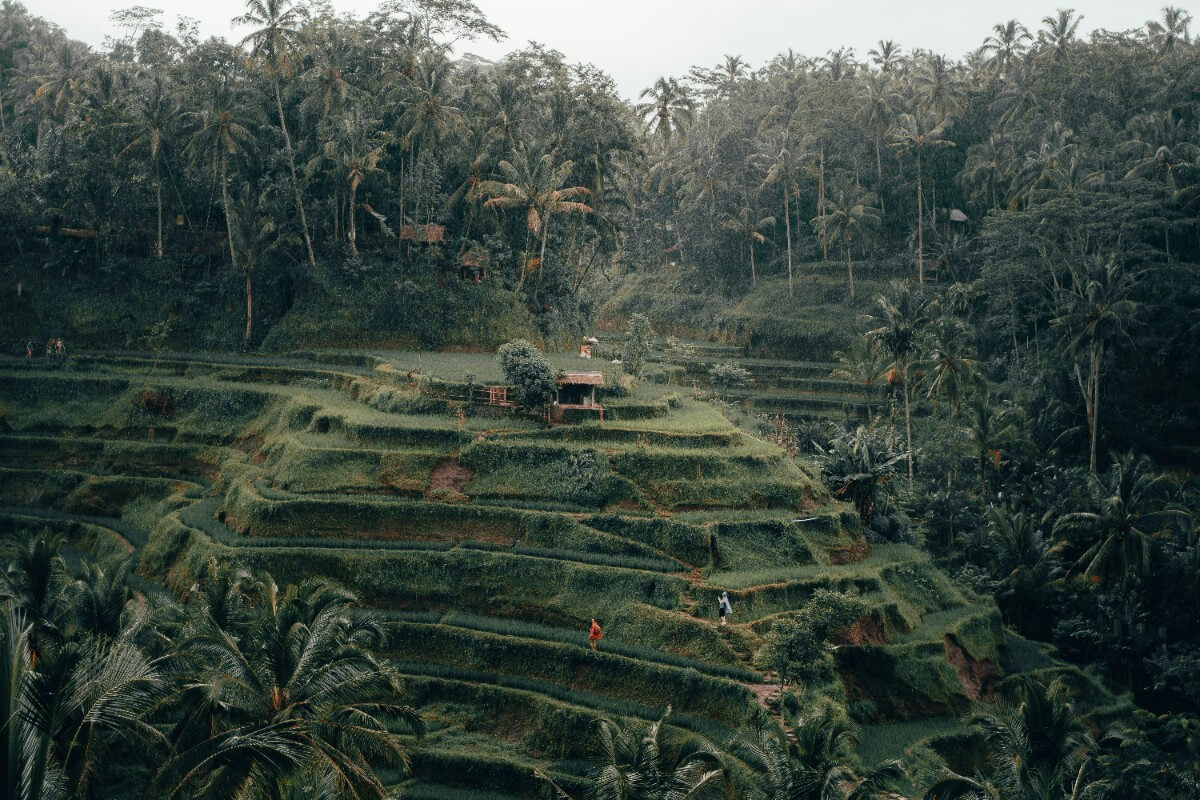 Bali in January